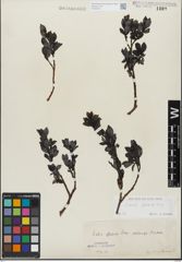 Foto von Salix glabra Scop.